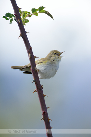 Bergfluiter; Bonelli's Warbler; Phuylloscopus bonelli