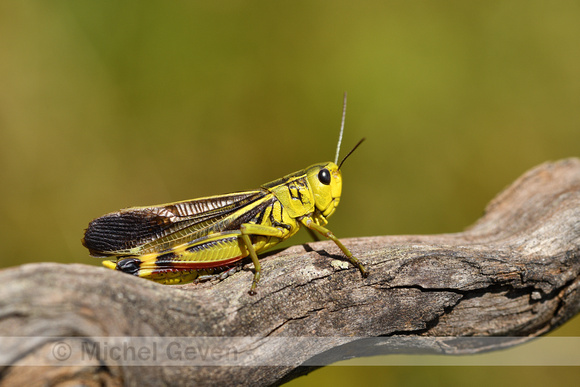 Grote bandsprinkhaan; Large banded grasshopper; Acryptera fusca