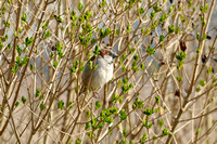 Huismus; House Sparrow; Passer domesticus