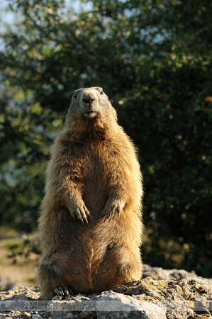 Alpenmarmot; Alpine Marmot; Marmota marmota