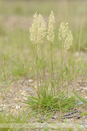 Smal Fakkelgras; Crested Hair-grass; Koeleria macrantha