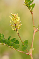 Wild Liquorice; Hokjespeul; Astragalus glycyphyllos