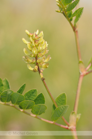 Wild Liquorice; Hokjespeul; Astragalus glycyphyllos