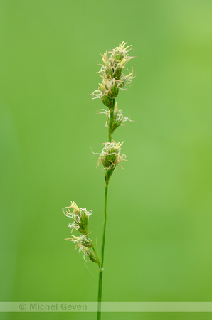 IJle Bermzegge; Grey Sedge; Carex divulsa subsp. divulsa