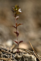 Irish Eyebright; Euphrasia salisburgensis