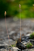 Baden's bluegrass; Poa badensis