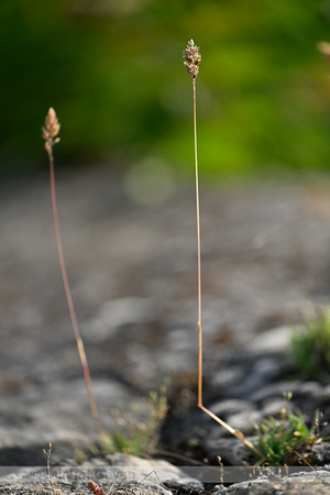 Baden's bluegrass; Poa badensis