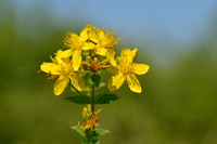 Frans hertshooi; Hypericum x desetangsii