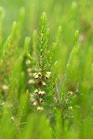 Bezemdophei; Broom Heath; Erica scoparia