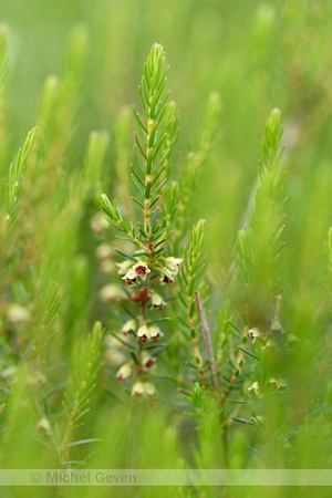 Bezemdophei; Broom Heath; Erica scoparia