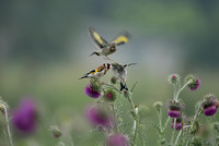 Putter; Goldfinch; Carduelis carduelis