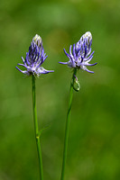 Phyteuma betonicifolium