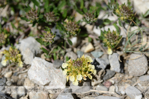 Berggamander; Mountain Germander; Teucrium montanum