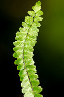 Getrapte Steenbreekvaren; Maidenhair Spleenwort; Asplenium trichomanes subsp. pachyrachis