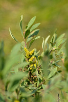 Wilde Gagel; Bog Myrtle; Myrica gale