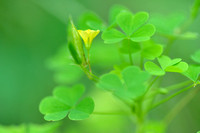 Stijve Klaverzuring; Upright Yellow-sorrel; Oxalis stricta