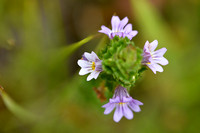 Vierrijige ogentroost; Irish Eyebright; Euphrasia tetraquetra