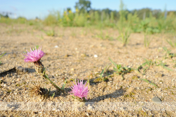 Knoopkruid; Brown knapweed; Centaurea jacea