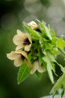 Bilzekruid; Black henbane; Hyoscyamus niger;