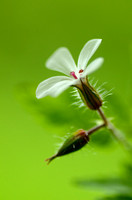 Robertskruid; Herb-robert; Geranium robertianum