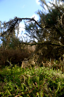 Grote Wolfsklauw; StagÕs-Horn clubmoss; Lycopodium clavatum