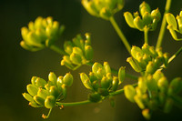 Pastinaak; Wild Parsnip; Pastinaca sativa