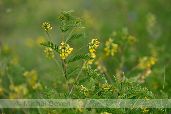 Astragalus penduliflorus