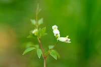 Rankende Helmbloem;Climbing Corydalis;Ceratocapnos claviculata