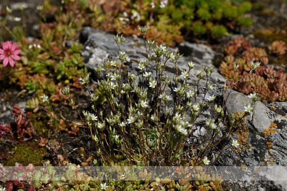 Minuartia rostrata