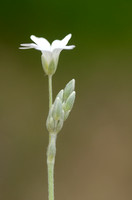 Viltige Hoornbloem -Cerastium tomentosum