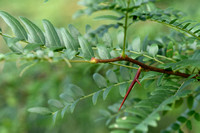 Gleditsia