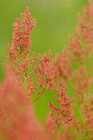 Geoorde Zuring; Narrow-leaved sorrel; Rumex thyrsiflorus