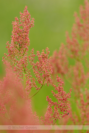 Geoorde Zuring; Narrow-leaved sorrel; Rumex thyrsiflorus