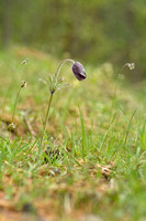 Mountain Pasque Flower; Pulsatilla montana