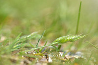 Duindravik; Goosegrass; Bromus hordeaceus subsp. thoemeinei