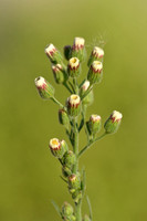 Gevlamde fijnstraal; Hairy Fleabane; Conyza bonariensis