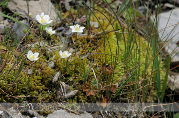 Grass of Parnassus; Parnassia; Parnassia palustris