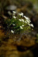 Minuartia recurva