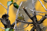 Kanarie; Atlantic Canary; Serinus canaria