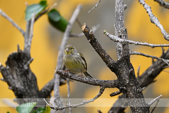 Kanarie; Atlantic Canary; Serinus canaria