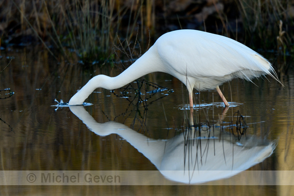 Grote Zilverreiger; Great White Egret; Ardea alba;