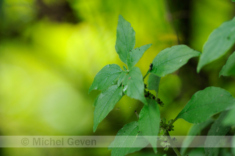 Michel Geven Natuurfotografie | Groot Glaskruid - Eastern Pellitory-of ...