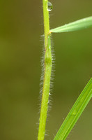 Ruwe Dravik - Hairy Brome - Bromopsis ramosa