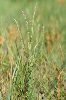 Schenkia spicata