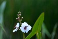 Pijlkruid; Arrowhead; Sagittaria sagittifolia