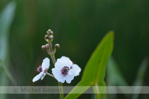 Pijlkruid; Arrowhead; Sagittaria sagittifolia