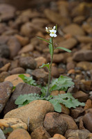 Rozetsteenkers - Sand Rock-cress - Arabidopsis arenosa