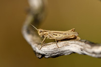 Ratelaar - Bow-winged Grasshopper - Chorthippus biguttulus