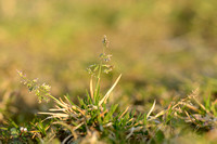 Straatgras - Annual Meadow-grass  Poa annua