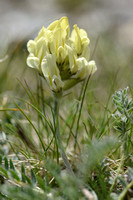 Oxytropis campestris - Astragalus campestris